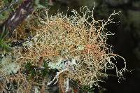 Usnea rubicunda image