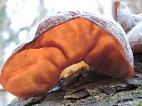 Auricularia auricula-judae image