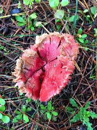 Russula sanguinaria image