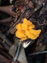 Tremella mesenterica image