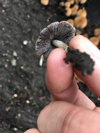 Coprinellus micaceus image