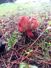 Russula sanguinaria image