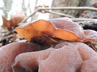 Auricularia auricula-judae image