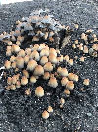 Coprinellus micaceus image