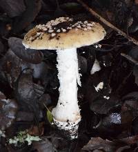 Amanita pantherina image