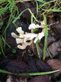 Clavulina rugosa image