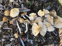 Psathyrella longipes image