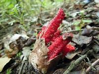 Clathrus archeri image