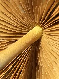 Bolbitius titubans var. olivaceus image