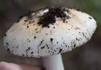 Amanita velosa image