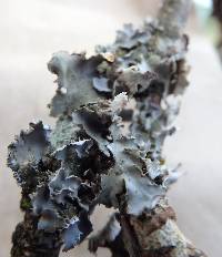 Peltigera collina image