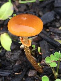 Conocybe rugosa image