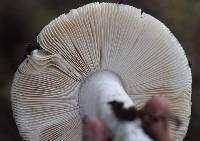 Amanita velosa image