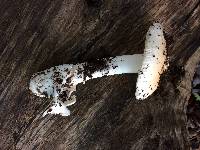 Amanita velosa image