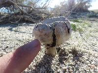 Agaricus texensis image