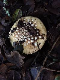 Amanita pantherina image