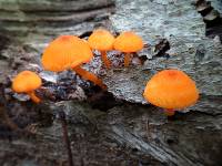 Mycena leaiana image