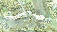 Trametes versicolor image