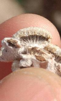 Schizophyllum commune image