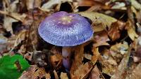 Cortinarius iodes image