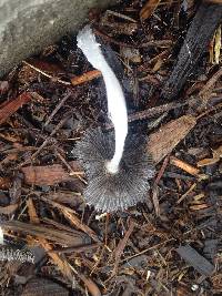 Coprinopsis lagopus image