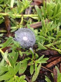 Coprinopsis lagopus image