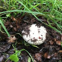 Amanita ocreata image