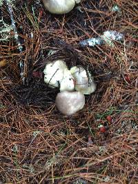 Tricholoma saponaceum image