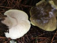 Tricholoma saponaceum image