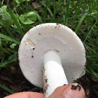 Amanita ocreata image