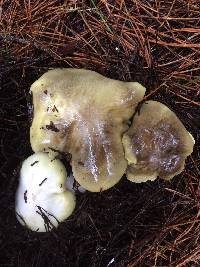 Tricholoma saponaceum image