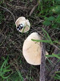 Leucopaxillus albissimus image