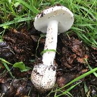 Amanita ocreata image