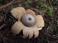 Geastrum fimbriatum image