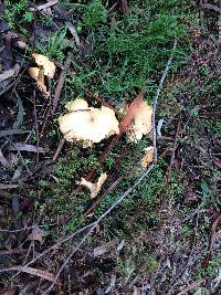 Leucopaxillus albissimus image