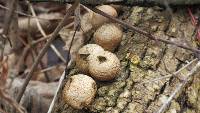 Lycoperdon pyriforme image