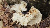 Polyporus squamosus image