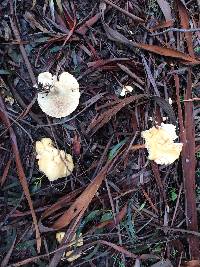 Leucopaxillus albissimus image