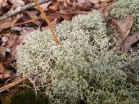 Cladonia rangiferina image