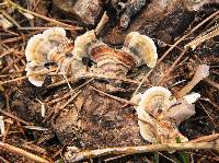 Trametes versicolor image