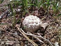 Calvatia sculpta image