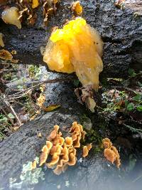 Tremella aurantia image