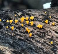 Dacrymyces capitatus image