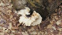 Polyporus squamosus image