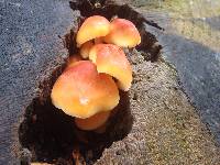 Flammulina velutipes image