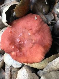 Lactarius rubidus image