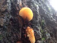 Flammulina velutipes image