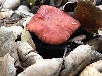 Lactarius rubidus image