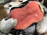 Lactarius rubidus image