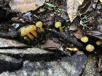 Leotia lubrica image